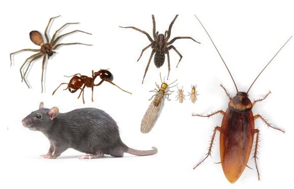 Common Florida pests: spiders, ants, termites, cockroach, and rodent